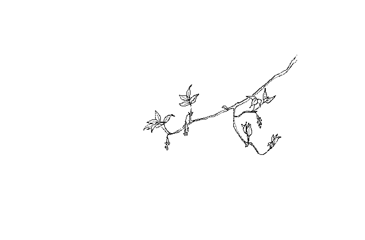 #1125 Staphylea Trifolia